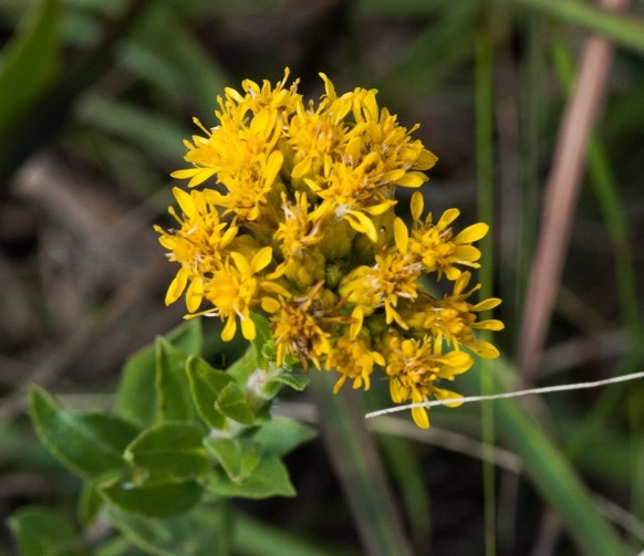 Stiff Goldenrod