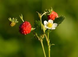 Fragaria vesca, Woodland strawberry