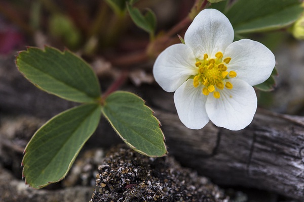 Image of Wild Strawberry