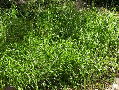 Photo of Sweet Grass.jpg