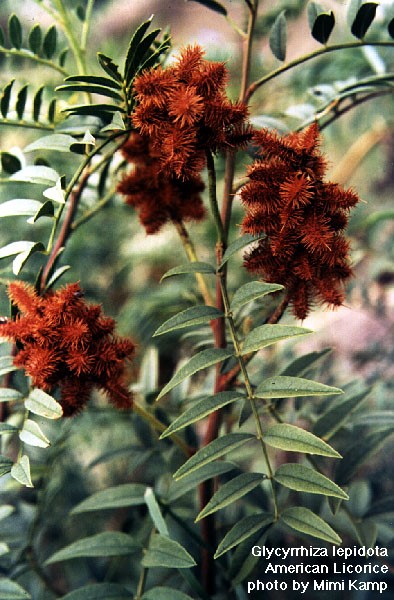 Wild Licorice Glycyrrhiza lepidota Pursh Burr