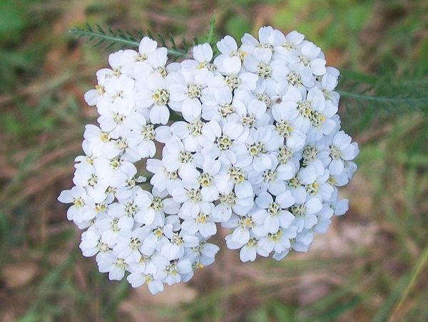 Yarrow