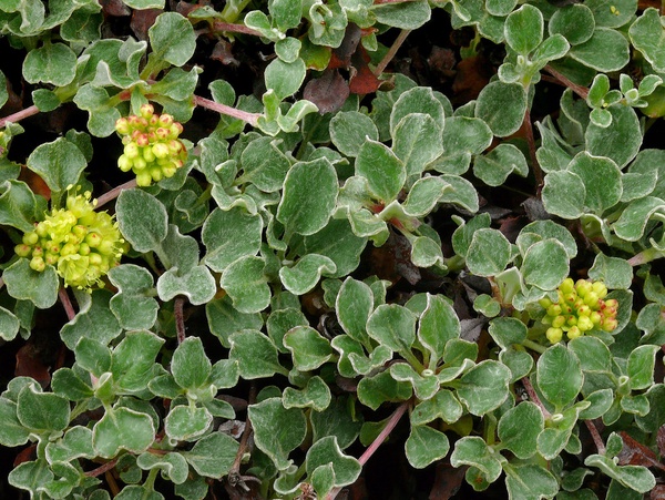 Sulphur Buckwheat