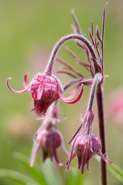 Prairie Smoke