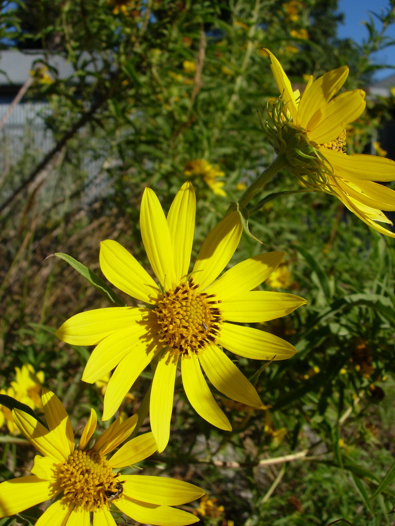 Maximilian's Sunflower