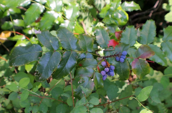 Oregon Grape