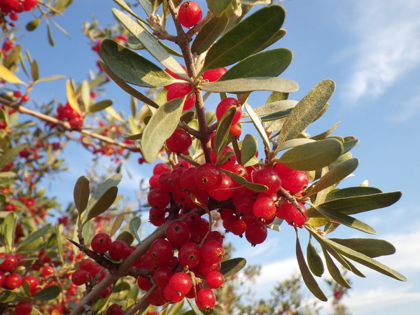 Silver Buffaloberry