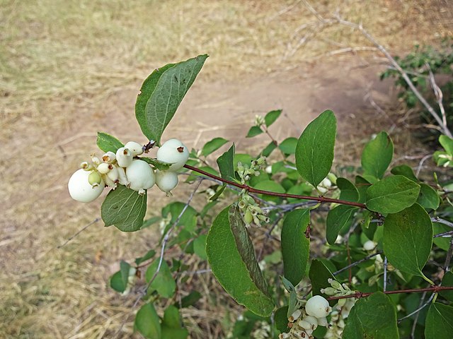 Western Snowberry