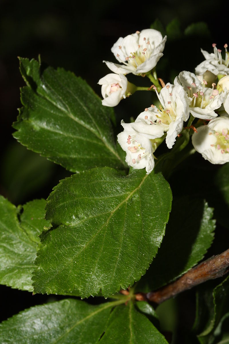 Image of Hawthorn