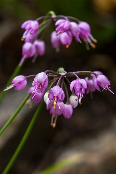 Nodding Onion