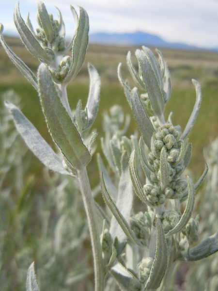 White Sage
