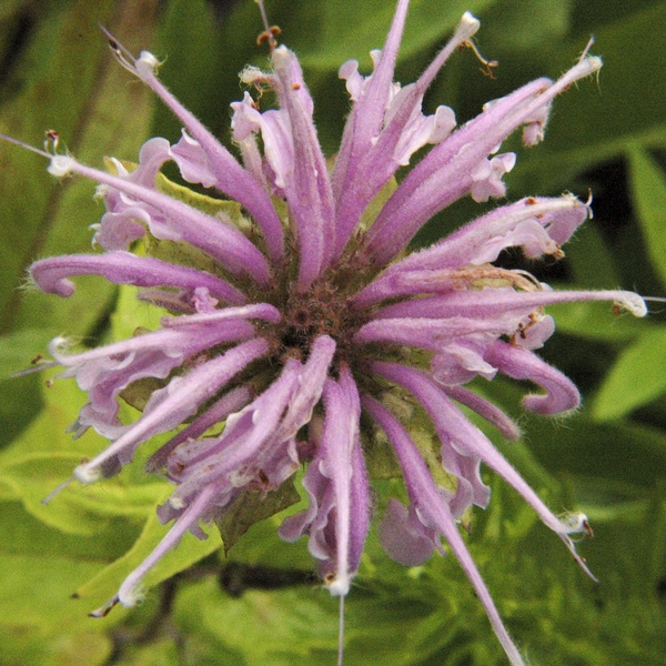 Beebalm