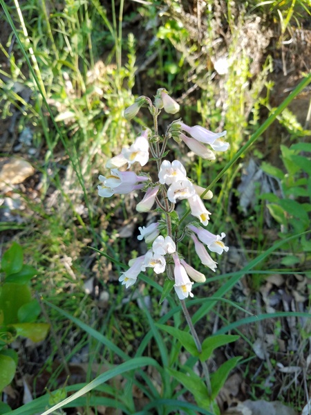 Penstemon