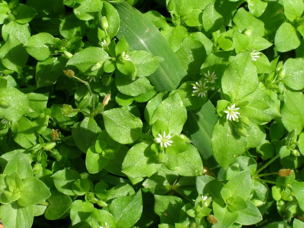 Spring Chickweed