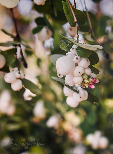 Snowberry