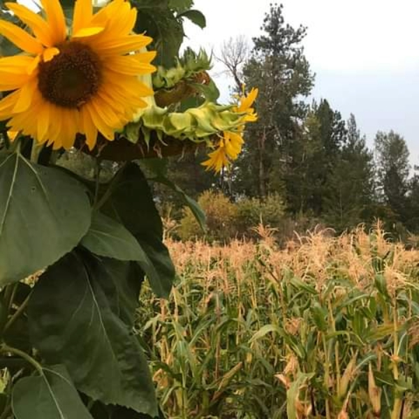 Sunflowers and corn growing in the four sisters garden.