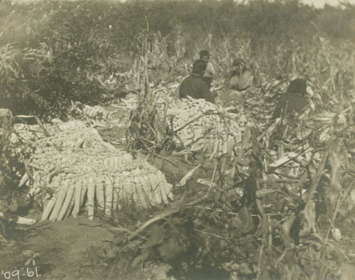 Hidatsa women braiding corn for drying in Maxidiwiac's (Buffalo Bird Woman) garden.