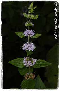 Mentha arvensis