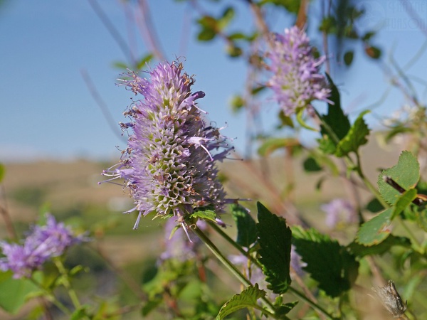 Nettle-Leaf Giant Hyssop