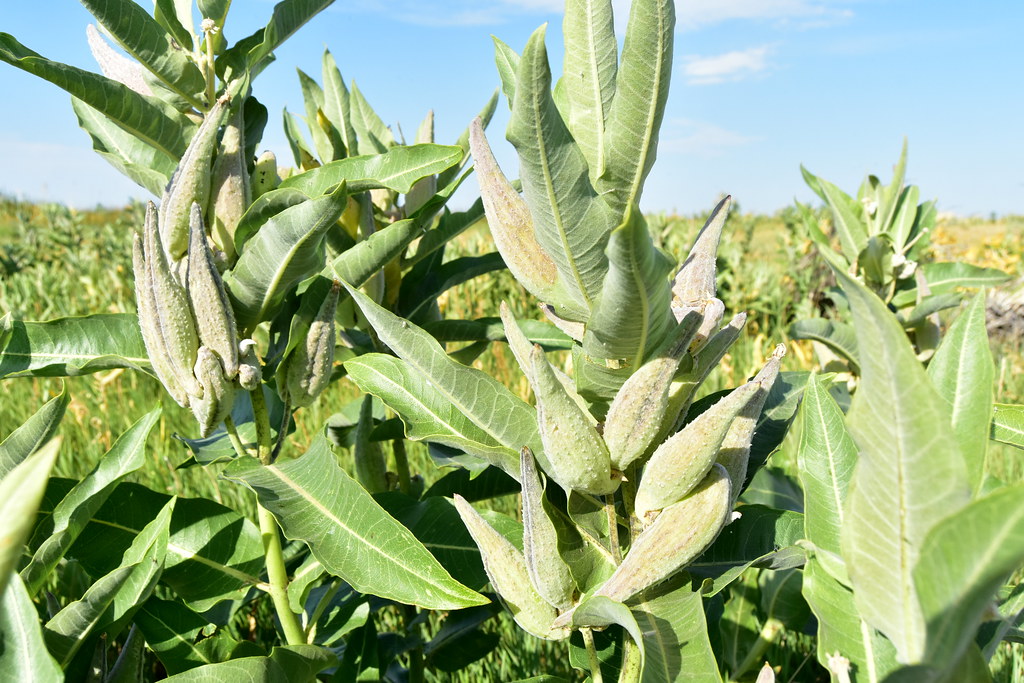 Showy Milkweed