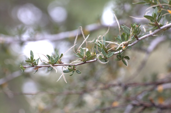 Curly Leaf Mountain Mahogany