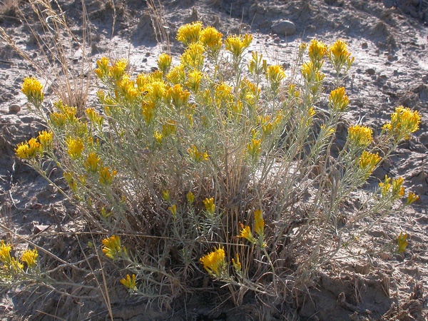 Rabbit Brush