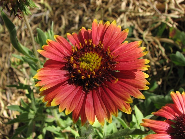 Blanket Flower