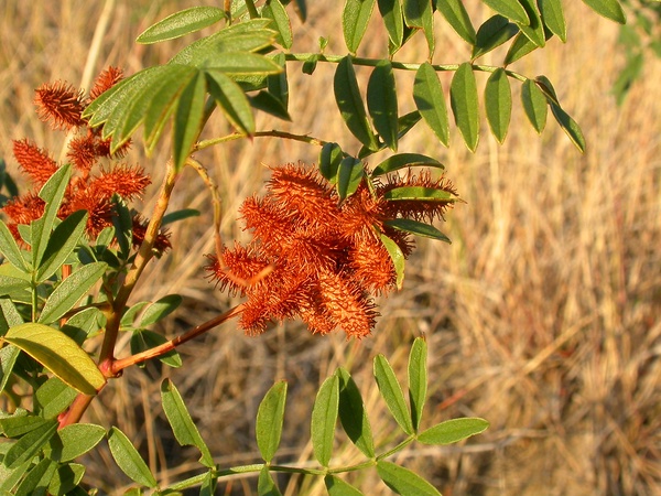 Wild Licorice
