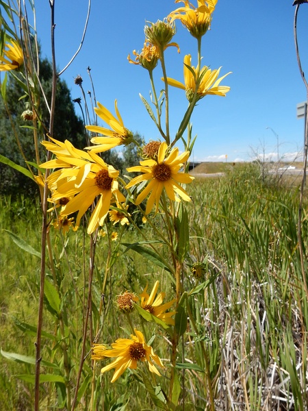 Maximilian's Sunflower