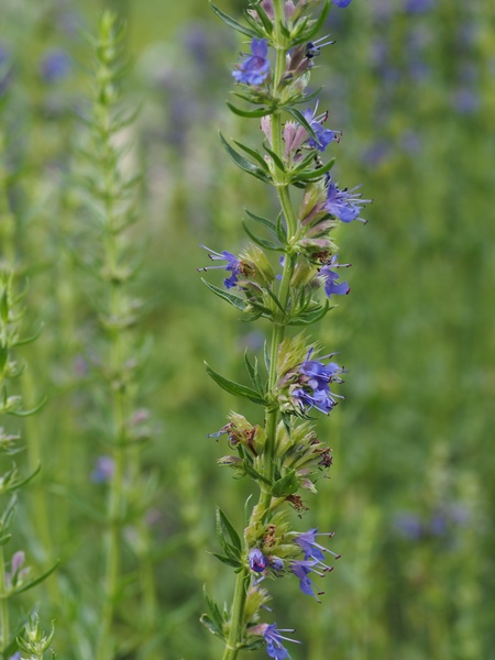Hyssop