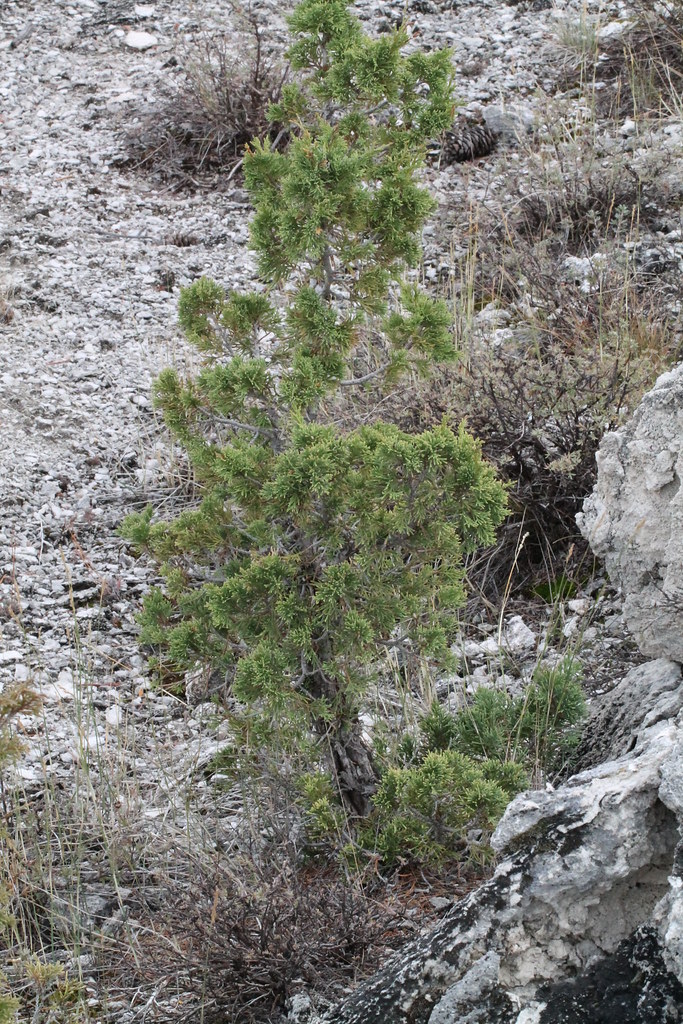 Rocky Mountain Juniper