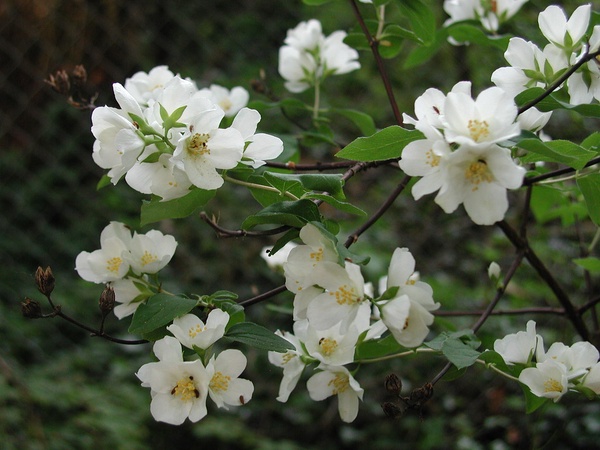 Mock Orange