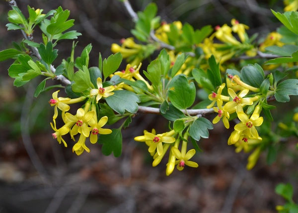 Golden Currant