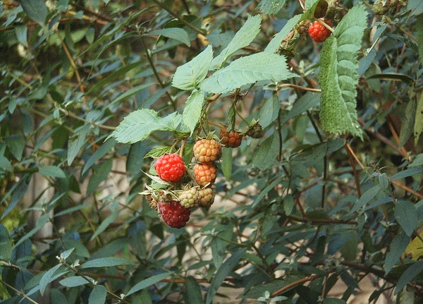 Raspberry