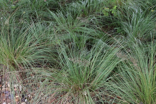 Prairie Dropseed