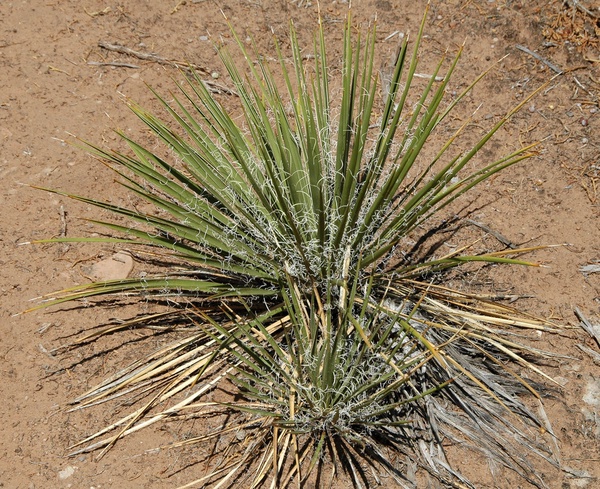 Yucca