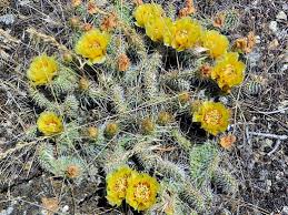 Plains Prickly Pear- Opuntia Polycantha