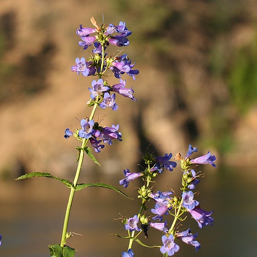 Image of Wilcox Penstemon