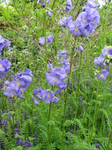 Image of Jacob's Ladder