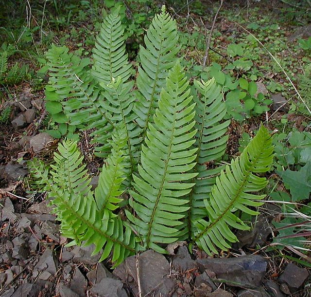 Image of Western Sword Fern