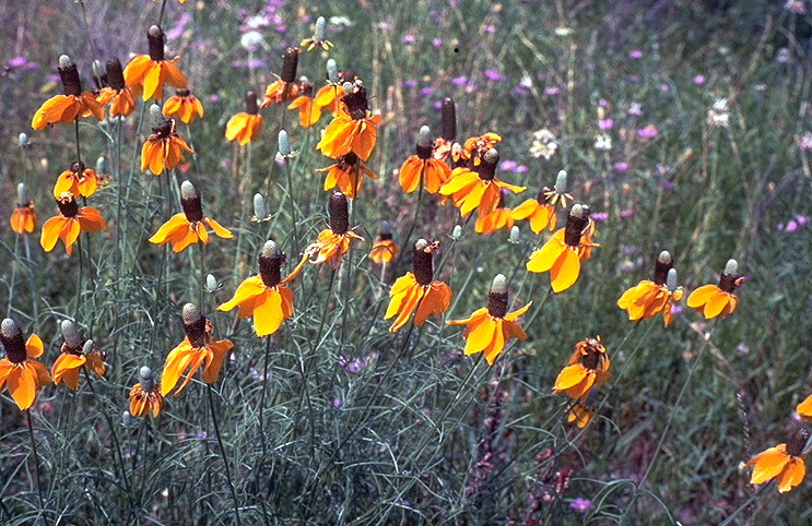 Prairie Coneflower 