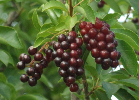Photo of Chokecherry.jpg