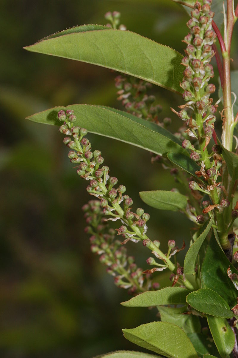 Chokecherry Prunus virginiana Plant