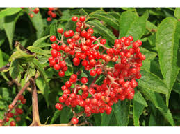 Sambucus racemosa Red elderberry