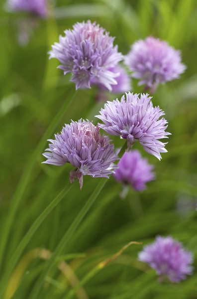 Wild Chives