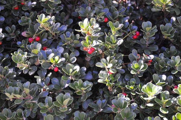 Bearberry