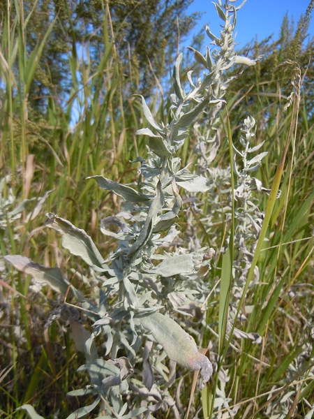 White Sage