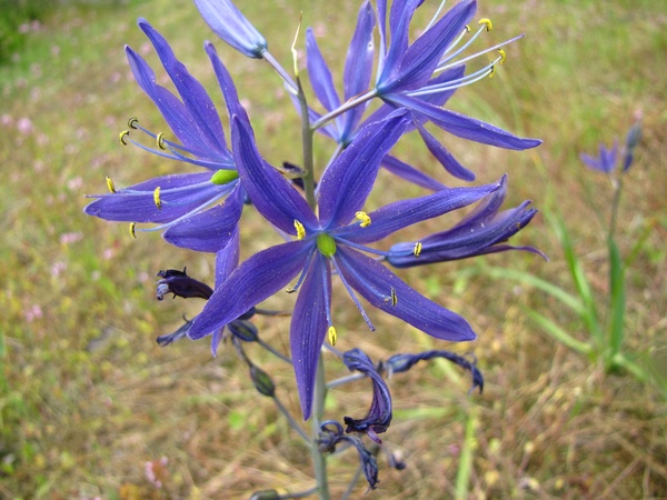 Blue Camas