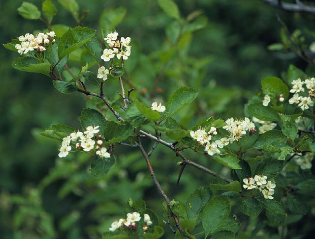 Black Hawthorn