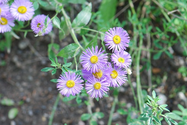 Showy Fleabane